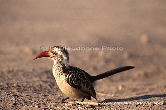 Redbilled Hornbill (Tockus erythrorhynchus) - Calao à bec rouge, Afrique du sud (saf-bir-0418)