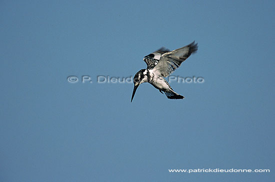 Pied Kingfisher (Ceryle rudis) - Alcyon pie, Okavango, Botswana. (saf-bir-0427)