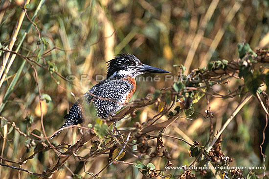 Giant Kingfisher (Ceryle maxima) - Alcyon géant, Botswana. (saf-bir-0428)