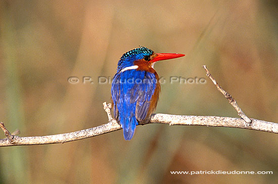 Malachite Kingfisher (Alcedo cristata) - Martin-pêcheur huppé, Botswana (saf-bir-0450)