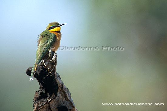 Little bee-eater (Merops pusillus) - Guêpier nain, Afrique du Sud (saf-bir-0451)