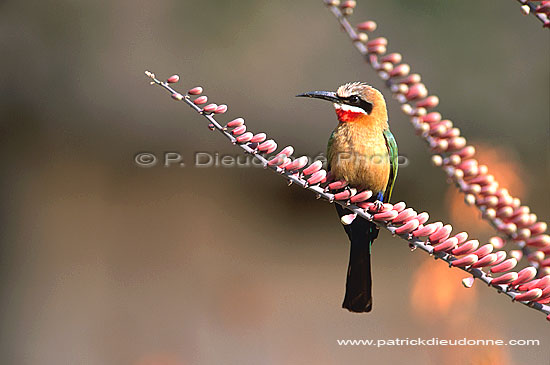 Whitefronted bee-eater (Merops bullockoides) - Guêpier à front blanc, Af. du sud (saf-bir-0460)