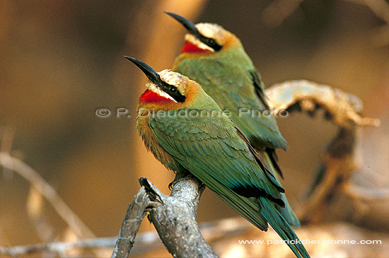 Whitefronted bee-eater (Merops bullockoides) - Guêpier à front blanc, Botswana (saf-bir-0461)