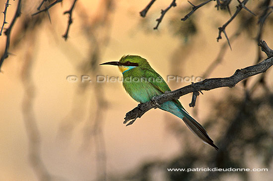 Swallowtailed bee-eater (Merops hirundineus) - Guêpier à queue d' aronde, Af. du sud (saf-bir-0462)