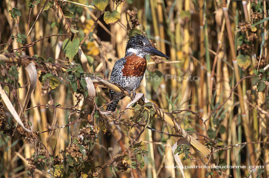 Giant Kingfisher (Ceryle maxima) - Alcyon géant, Botswana. (saf-bir-0463)