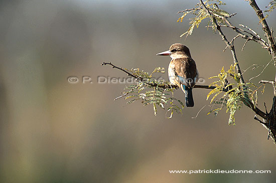 Brownhooded Kingfisher (Alcyon albiventris) - Martin-chasseur à tête brune (saf-bir-0464)