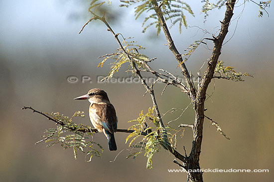 Brownhooded Kingfisher (Alcyon albiventris) - Martin-chasseur à tête brune (saf-bir-0465)