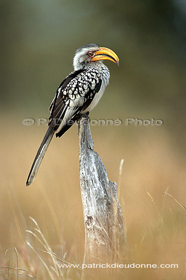 Yellowbilled Hornbill (Tockus flavirostris) - Calao à bec jaune, Afrique du sud (saf-bir-0527)