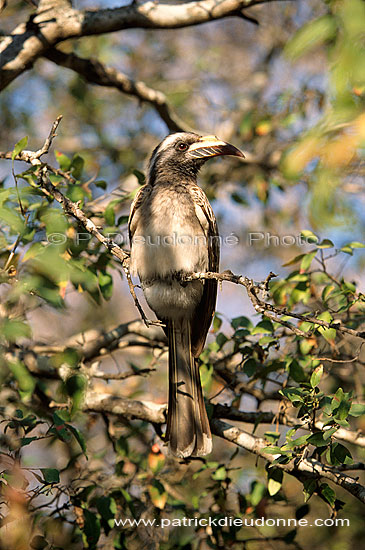 Grey Hornbill (Tockus nasutus) - Calao à bec noir, Afrique du Sud (saf-bir-0528)