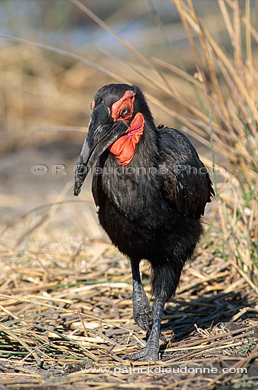 Ground Hornbill - Calao terrestre (Bucorvus leadbeateri), Botswana (saf-bir-0529)