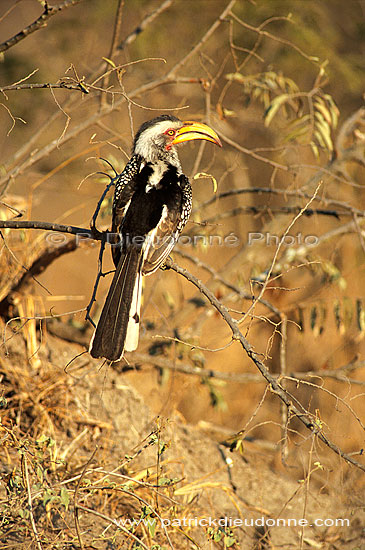 Yellowbilled Hornbill (Tockus flavirostris) - Calao à bec jaune, Afrique du sud (saf-bir-0544)