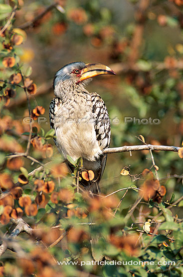 Yellowbilled Hornbill (Tockus flavirostris) - Calao à bec jaune, Af. du Sud (saf-bir-0546)