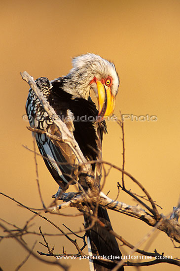Yellowbilled Hornbill (Tockus flavirostris) - Calao à bec jaune, Afrique du Sud (saf-bir-0547)
