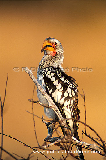 Yellowbilled Hornbill (Tockus flavirostris) - Calao à bec jaune, Afrique du Sud (saf-bir-0548)