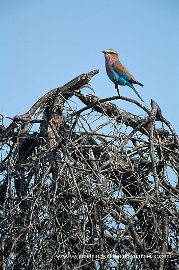 Lilacbreasted Roller (Coracias caudata) - Rollier à longs brins, Afrique du sud (saf-bir-0555)