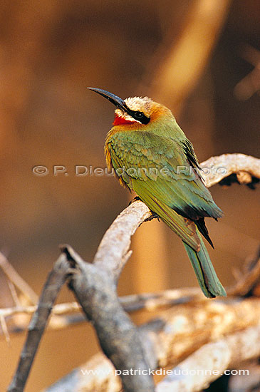 Whitefronted bee-eater (Merops bullockoides) - Guêpier à front blanc, Botswana (saf-bir-0562)