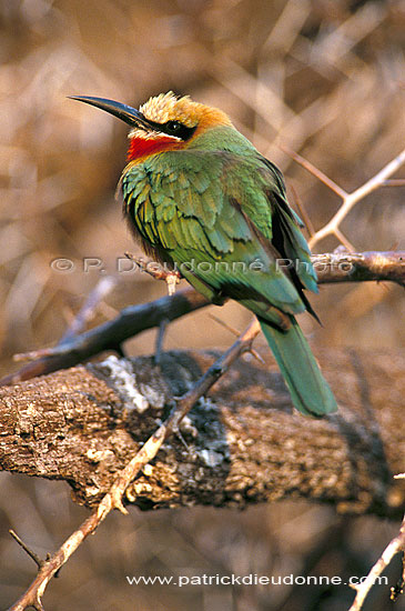 Whitefronted bee-eater (Merops bullockoides) - Guêpier à front blanc, Botswana (saf-bir-0563)