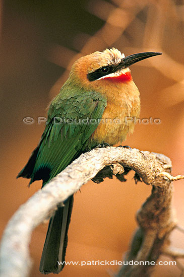 Whitefronted bee-eater (Merops bullockoides) - Guêpier à front blanc, Botswana (saf-bir-0564)