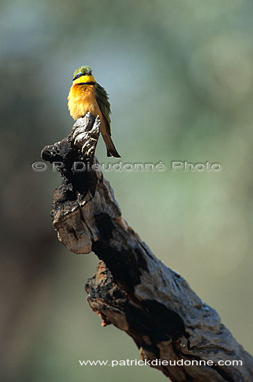 Little bee-eater (Merops pusillus) - Guêpier nain, Afrique du Sud (saf-bir-0567)