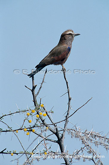 Purple Roller (Coracias naevia) - Rollier varié, Namibie (saf-bir-0568)