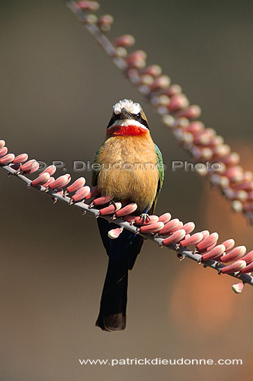 Whitefronted bee-eater (Merops bullockoides) - Guêpier à front blanc, Afrique du Sud (saf-bir-0569)