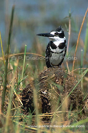 Pied Kingfisher (Ceryle rudis) - Alcyon pie, Okavango, Botswana. (saf-bir-0570)