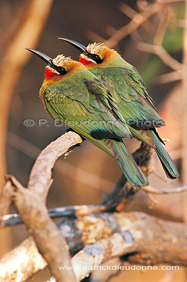 Whitefronted bee-eater (Merops bullockoides) - Guêpier à front blanc, Botswana (saf-bir-0574)