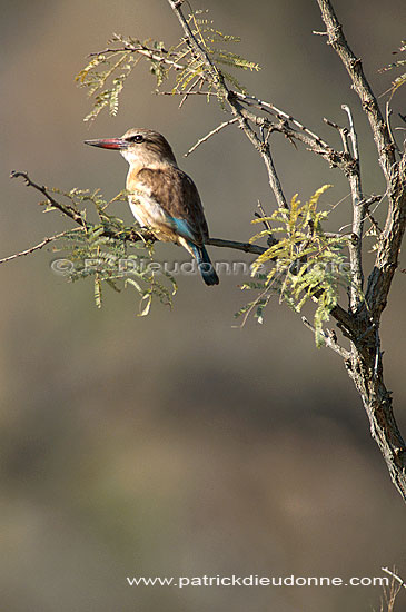 Brownhooded Kingfisher (Alcyon albiventris) - Martin-chasseur à tête brune, Afrique du sud (saf-bir-0576)