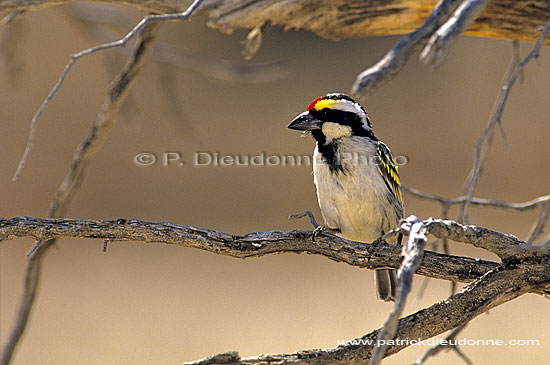 Pied Barbet (Lybius leucomelas), South Africa - Barbican pie (SAF-BIR-0069)