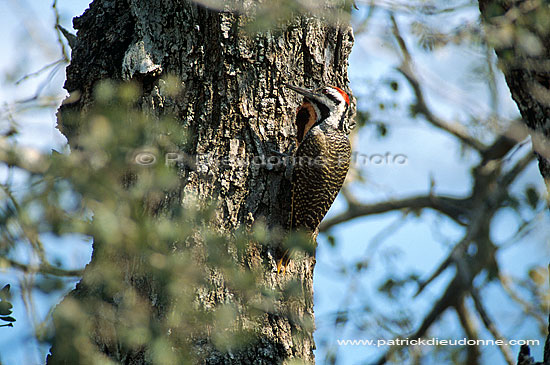 Bearded Woodpecker (Thripias namaquus) - Pic barbu, S. Africa (saf-bir-0381)