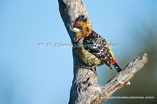 Crested Barbet (Trachyphonus vaillantii), South Africa - Barbican promépic (saf-bir-0453)