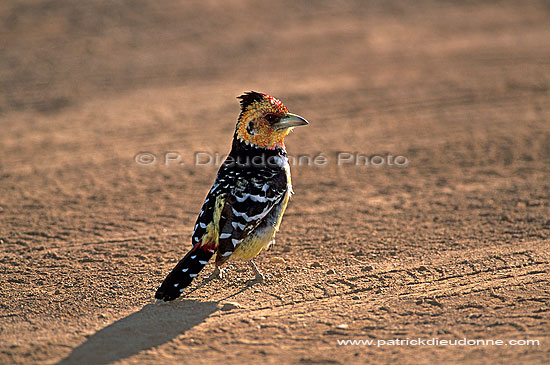 Crested Barbet (Trachyphonus vaillantii), South Africa - Barbican promépic (saf-bir-0459)