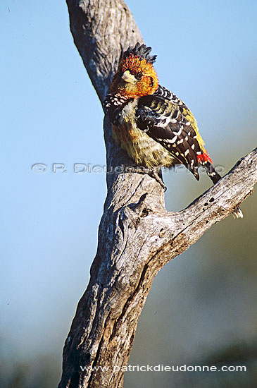 Crested Barbet (Trachyphonus vaillantii), South Africa - Barbican promépic (saf-bir-0551)