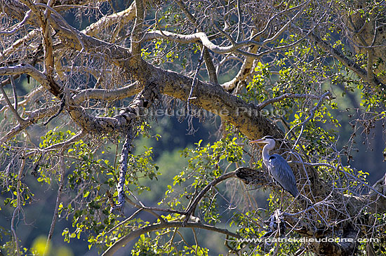 Grey Heron in tree, South Africa - Heron cendré (Ardea cinerea) (SAF-BIR-0003)