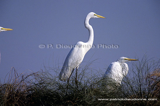 Great White Egret (Egretta alba),Okavango, Botswana - Grande Aigrette (SAF-BIR-0035)