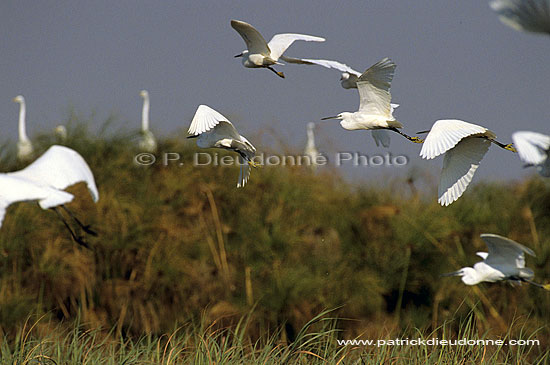 Little Egrets (Egretta garzetta), Okavango, Botswana - Aigrettes garzettes (SAF-BIR-0037)