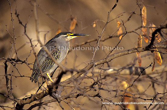 Greenbacked Heron (Butorides striatus) - Heron strié, Okavango, Botswana (SAF-BIR-0038)