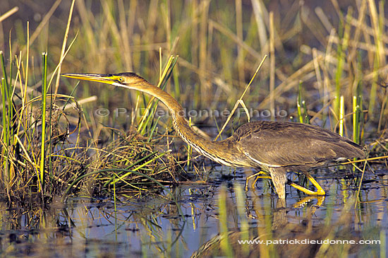 Purple Heron (Ardea purpurea) - Heron pourpré, Okavango, Botswana (SAF-BIR-0039)