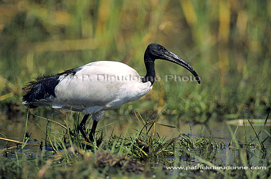 Sacred Ibis (Threskiornis aethiopicus), Botswana - Ibis sacré (SAF-BIR-0040)