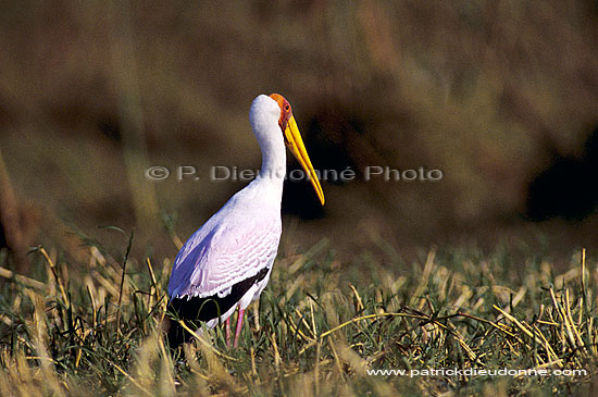 Yellowbilled Stork (Mycteria ibis), Botswana - Tantale africain (SAF-BIR-0041)