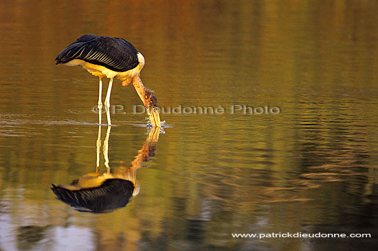 Marabou Stork (Leptoptilos crumeniferus) - Marabout d'Afrique, Af. du sud (SAF-BIR-0042)