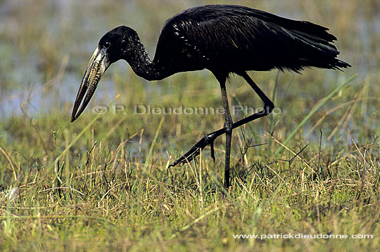 Openbilled Stork (Anastomus lamelligerus) - Bec-ouvert africain, botswana (SAF-BIR-0043)