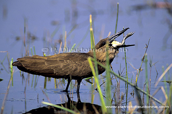 Hamerkop (Scopus umbretta) - Ombrette d'Afrique, Botswana (SAF-BIR-0044)