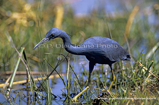 Slaty Egret (Egretta vinaceigula), Botswana - Aigrette vineuse (SAF-BIR-0046)