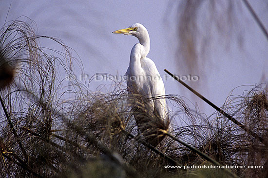 Great white Egret (Egretta alba) - Grande Aigrette, Botswana (SAF-BIR-0093)