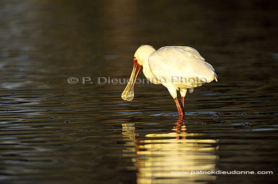 African Spoonbill (Platalea alba), Botswana - Spatule d'Afrique (SAF-BIR-0094)