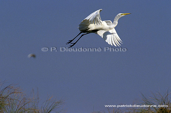 Great White Egret (Egretta alba),Okavango, Botswana - Grande Aigrette (SAF-BIR-0097)