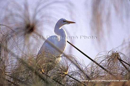 Great White Egret (Egretta alba),Okavango, Botswana - Grande Aigrette (SAF-BIR-0103)