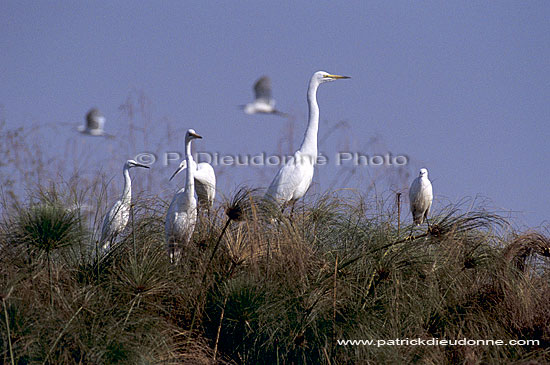 Great White and Little Egrets (Egretta alba & garzetta), Botswana (SAF-BIR-0104)