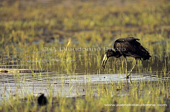 Openbilled Stork (Anastomus lamelligerus) - Bec-ouvert africain, Botswana (SAF-BIR-0110)